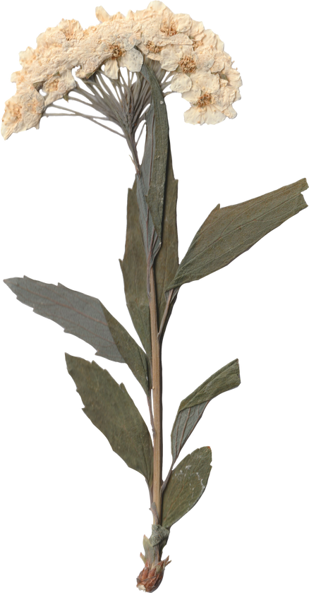 Pressed Flowers on Isolated Background